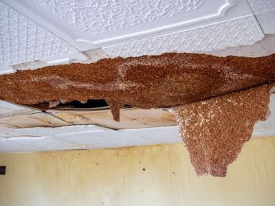 Professional water damage restoration services in Gatineau - Rapid Response Restoration